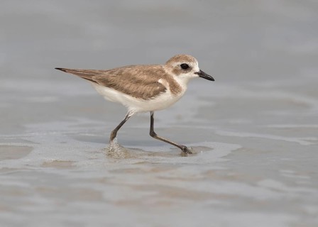 Lesser Sand Plover (Charadrius mongolus) on beach, Goa, India