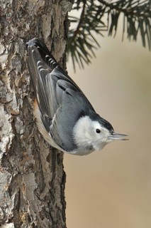White-breasted Nuthatch (Sitta carolinensis) climbs down a tree, Maine, USA