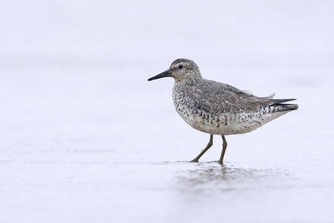 Red Knot (Calidris canutus), Donna Nook Nature Reserve Norfolk, United Kingdom