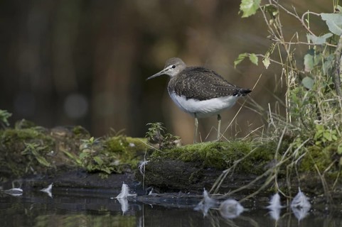 Green Sandpiper (Tringa ochropus), Saxony, Germany