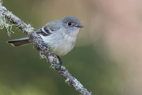 Least Flycatcher (Empidonax minimus) perched on a branch in Ontario, Canada