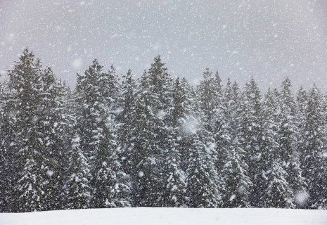 Winter forest during snowfall, Mondseeland, Salzkammergut, Upper Austria, Austria