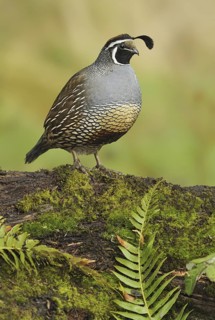 California Quail (Callipepla californica) male, Canada