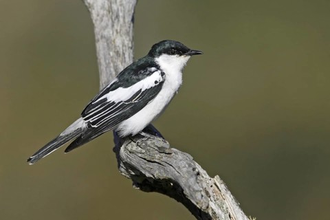 White-winged Triller (Lalage tricolor), Victoria, Australia
