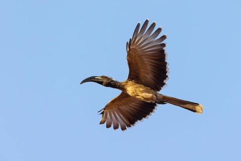 Grey Hornbill, (Lophoceros lasutu), Tockus nasutus, African Gray Hornbill, African Grey Hornbill,
