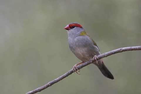 Red-browed Finch (Neochmia temporalis), Victoria, Australia