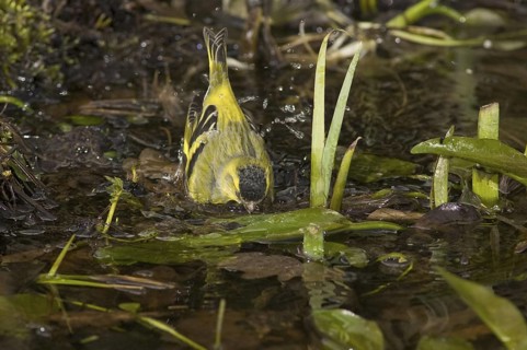 Eurasian Siskin (Spinus spinus) male, Saxony, Germany