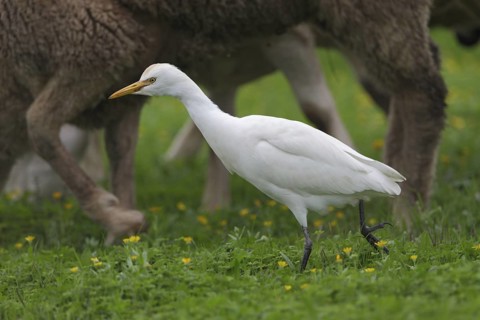 Kuhreiher; lat. Bubulcus ibis; zwischen weidenden Schafen bei der Nahrungssuche