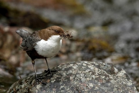 White-throated Dipper (Cinclus cinclus cinclus) with insects in its beak, Dalarna, Sweden