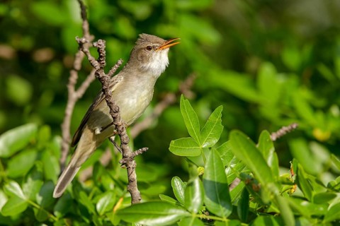 Olive warbler, (Hippolais olivetorum), animal, animals, bird, birds, biotope, habitat, perch,