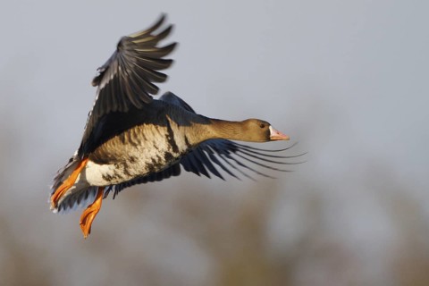 Greater White-fronted Goose (Anser albifrons) flying, North Rhine-Westphalia, Germany