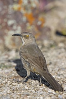 Curve-billed Thrasher Toxostoma curvirostre Tucson, Pima County, ARIZONA, United States 14 March