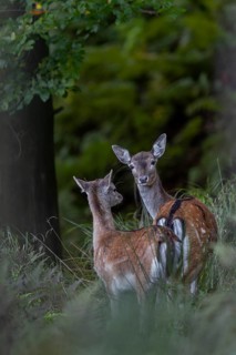 Fallow deer (Dama dama) and calf on the way to the rut, autumn, rut, fallow deer rut, October,