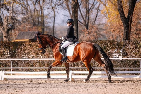 A teenage female rider in classical dressage attire competently guides her brown horse around a