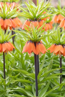 Imperial Crown (Fritillaria imperialis 'Aurora')