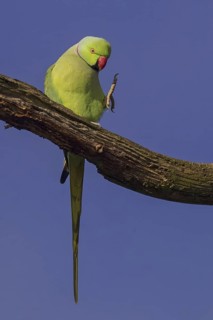 Rose-ringed Parakeet (Psittacula krameri) male, United Kingdom