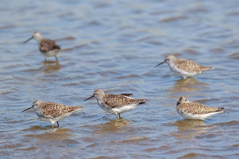 Marsh Sandpiper (Tringa stagnatilis) group foraging, Lesvos, Greece