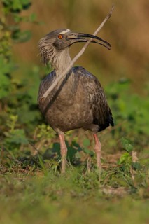Plumbeous Ibis (Theristicus caerulescens) feeding in a wetland area in the Pantanal region of