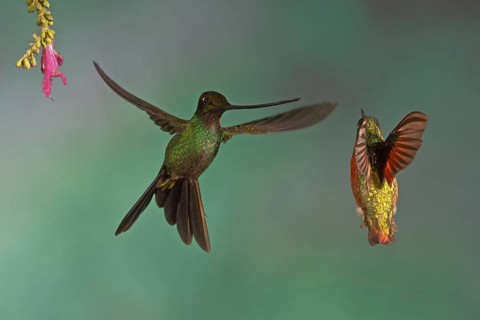 A Sword-billed Hummingbird (left) and a Chestnut-breasted Coronet battle over a hummingbird feeder