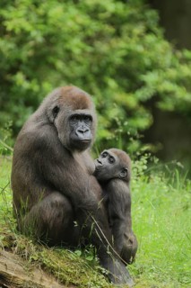 Western lowland gorilla (Gorillla gorillla gorillla), mother, young, suckling, two, captive