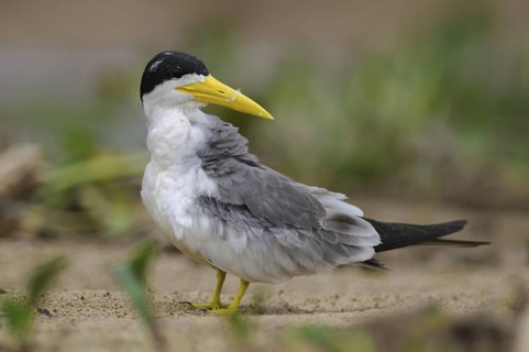 Large-billed Tern (Phaetusa simplex), Pantanal, Brazil