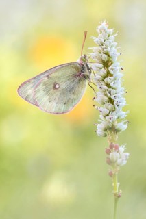 Mountain Clouded Yellow (Colias phicomone) butterfly female on blossom, Valais, Switzerland