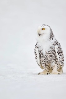 Snowy owl in the snow (Bubo scandiacus) captive, Czech Republic