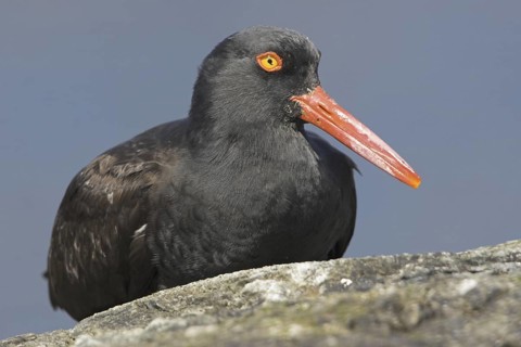 Black Oystercatcher (Haematopus bachmani), British Columbia, Canada