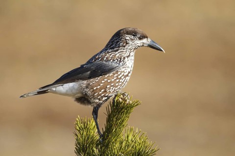 Spotted Nutcracker (Nucifraga caryocatactes), Carinthia, Austria