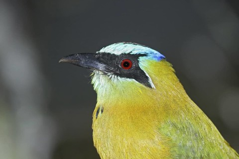 Blue-crowned Motmot Momotus momota Las Cruces OTS Station, San Vito, COSTA RICA 4 November Adult