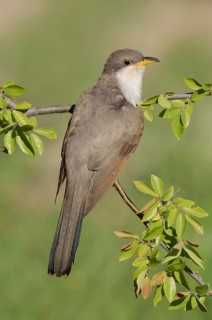 Yellow-billed Cuckoo (Coccyzus americanus) perched on a branch, Texas, USA