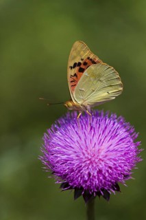 Argynnis pandora, (Argynnis pandora), animals, insects, butterfly, butterfly, Muselievo, Bulgaria