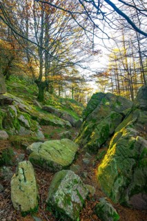 Sunlight filters through colorful autumn trees, illuminating a hiking path winding through mossy