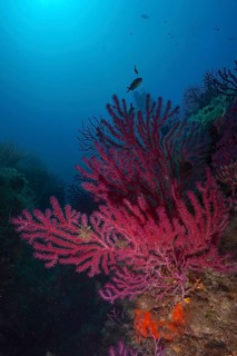 Red Violescent sea-whip (Paramuricea clavata) rising up with fish in the background, dive site Sec