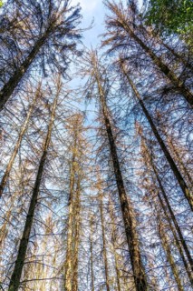 Dead spruce trees, tree mortality, caused by the bark beetle, in the Eifel National Park, near
