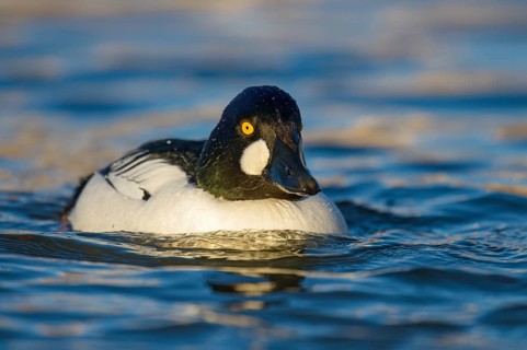 Common Goldeneye (Bucephala clangula) male, Arizona, USA