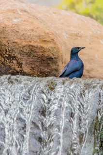 A male red-winged starling (Onychognathus morio) bathes in a small stream above a waterfall.