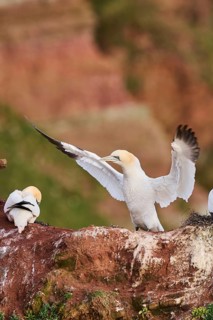 Northern gannet (Morus bassanus) standing on the cliff shaking its wings, wildlife, Helgoland,