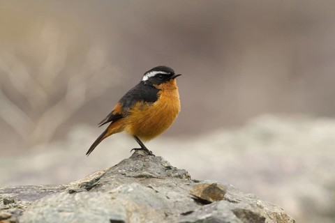 Moussier's Redstart (Phoenicurus moussieri) male, Morocco
