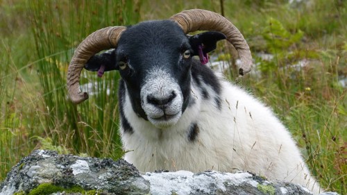 Europe, Scotland, Great Britain, England, landscape, Highland sheep