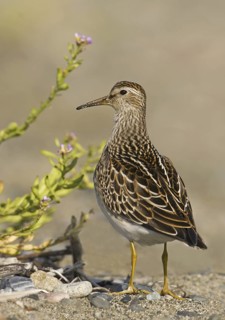 Pectoral Sandpiper (Calidris melanotos), British Columbia, Canada