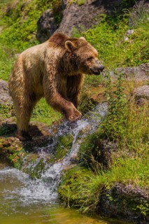 An eurasian brown bear (Ursus arctos arctos) walks along a creek towards a little cascade, that