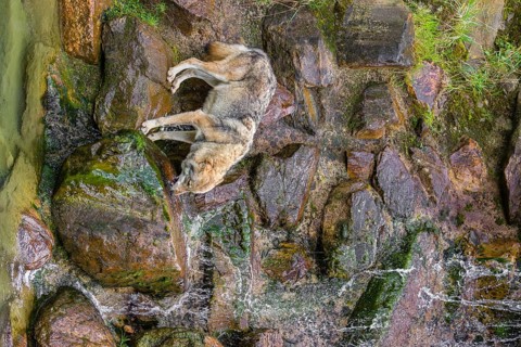 A gray wolf (Canis lupus lupus) drinks water from a small waterfall on a steep rocky slope