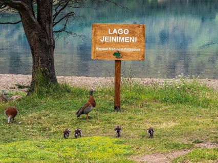 A family of birds pecks at the lake, Lake Jeinimeni, sign of Jeinimeni National Park, Patagonia,