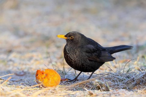Blackbird (Turdus merula), adult male eats apple in frost, wildlife, thrushes, winter, nature