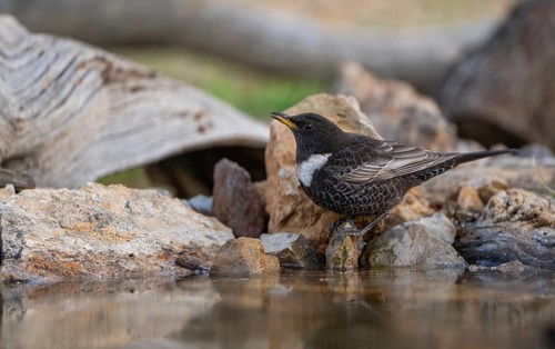 A male Ring ouzel (Turdus torquatus) pauses while foraging beside a serene rock stream, showing off