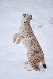 Eurasian lynx (Lynx lynx) playing in the snow in winter, jumping in the air, running, Bavaria,