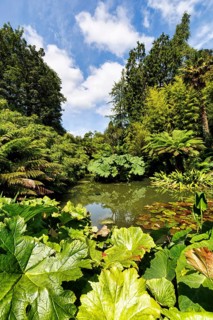 Shieldwort (Darmera peltata) at a pond, Lost Gardens of Heligan, Cornwall, England, Great Britain