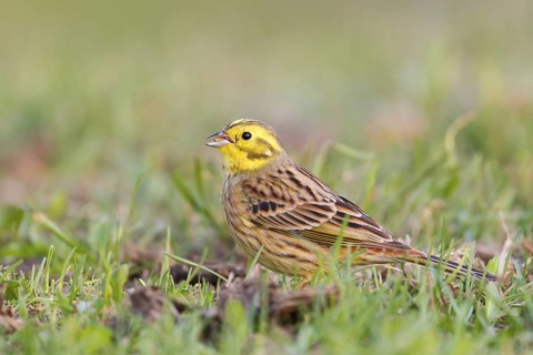Yellowhammer (Emberiza citrinella), Baden-Wuerttemberg, Germany