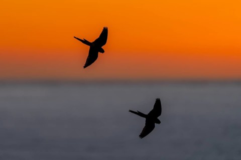 Rock parakeets (Cyanoliseus patagonus), two birds in flight as a silhouette in front of an